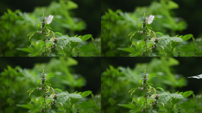 春天益母草花朵蝴蝶