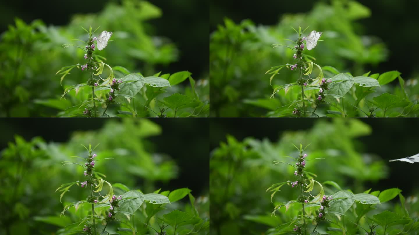 春天益母草花朵蝴蝶