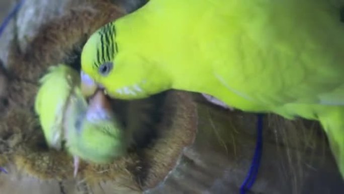 一只鸟喂养幼鸟巢的高清镜头