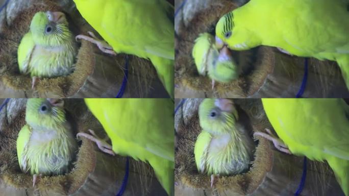 一只鸟喂养幼鸟巢的高清镜头
