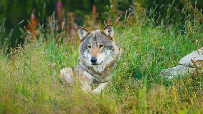 一只成年雄性灰狼在森林中休息
