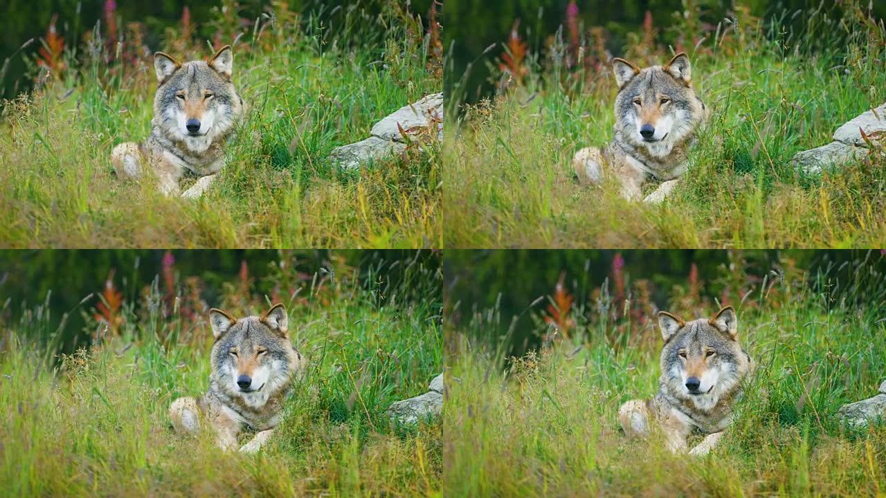一只成年雄性灰狼在森林中休息