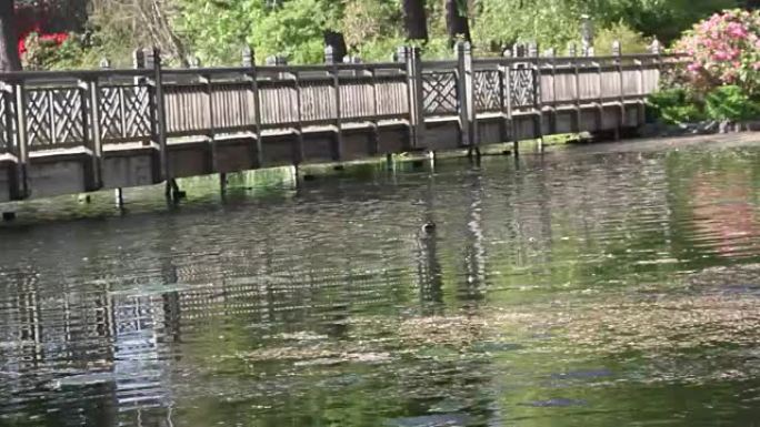 水晶杜鹃花花园