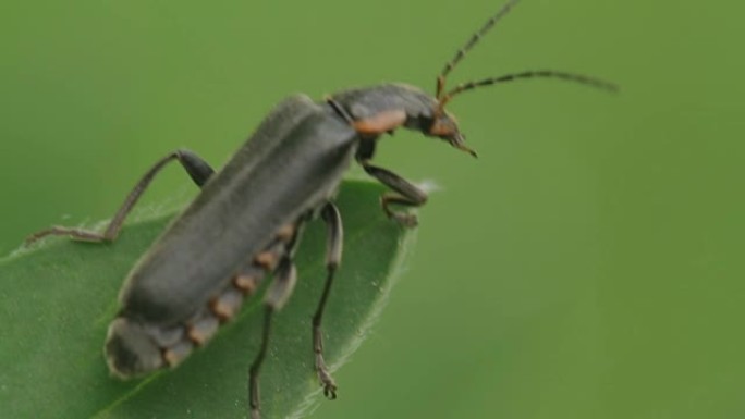 一只有触角的黑甲虫坐在一片绿叶上。特写