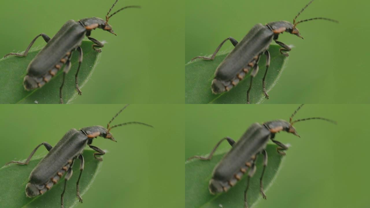 一只有触角的黑甲虫坐在一片绿叶上。特写