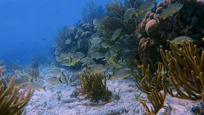 美丽的珊瑚礁上的海洋生物和鲷鱼在加勒比海的Hol Chan海洋保护区-伯利兹堡礁/龙涎香礁