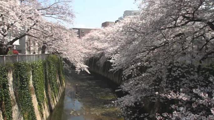 神田河的樱花中拍标准焦点