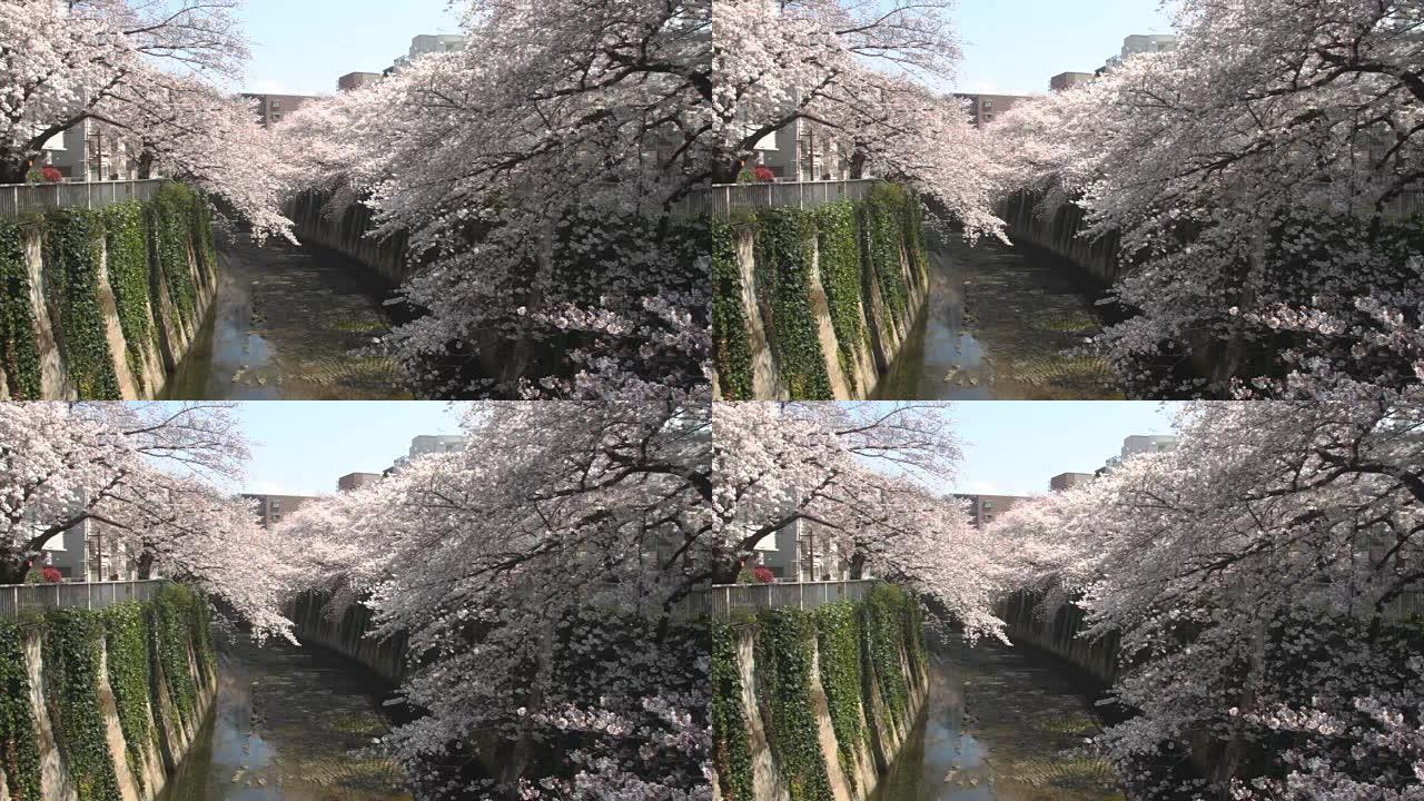 神田河的樱花中拍标准焦点