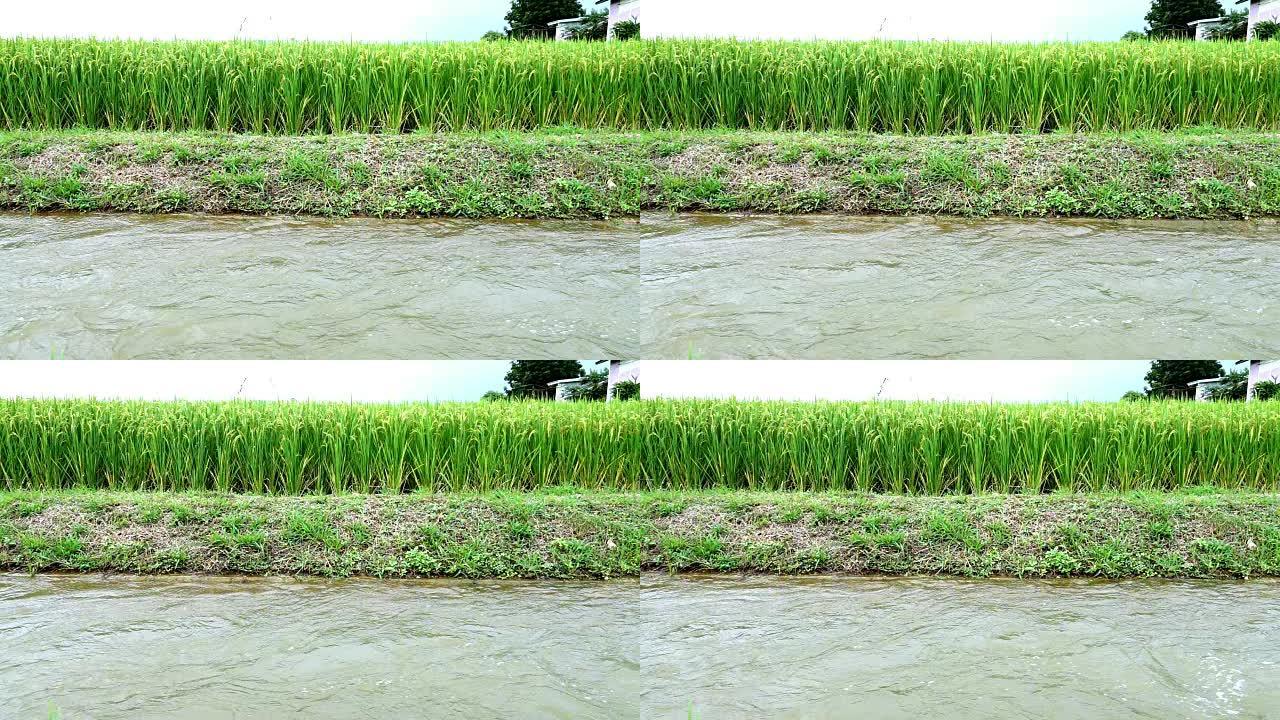 慢动作: 水季和灌溉，水稻稻田美丽梯田的图像