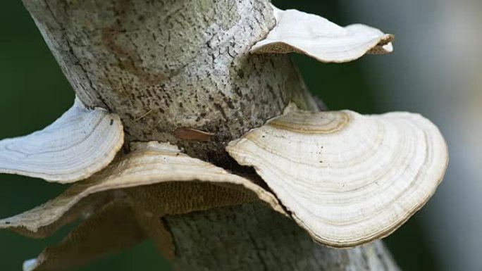 食用菌生长在树干上