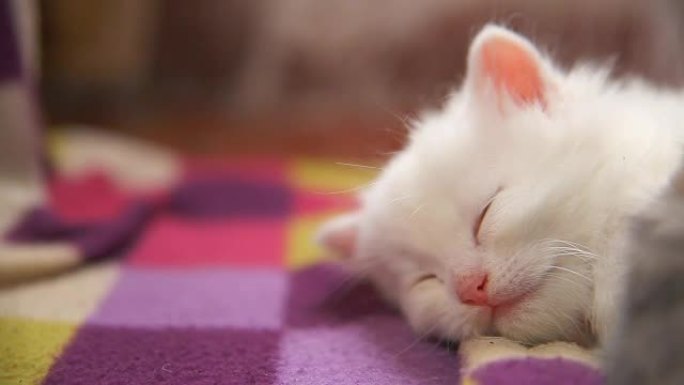 白色小猫大脸躺在另一只白色小猫上睡觉