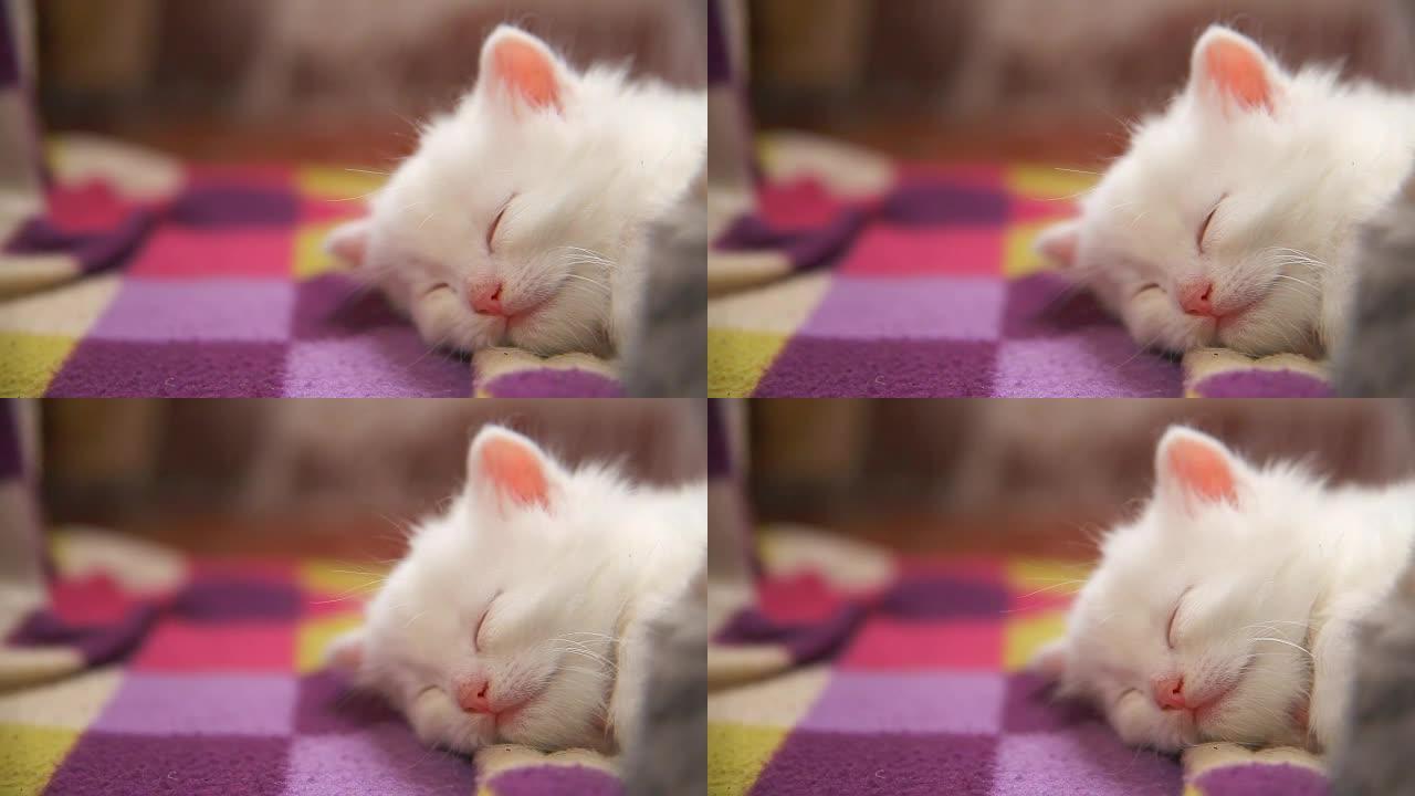 白色小猫大脸躺在另一只白色小猫上睡觉