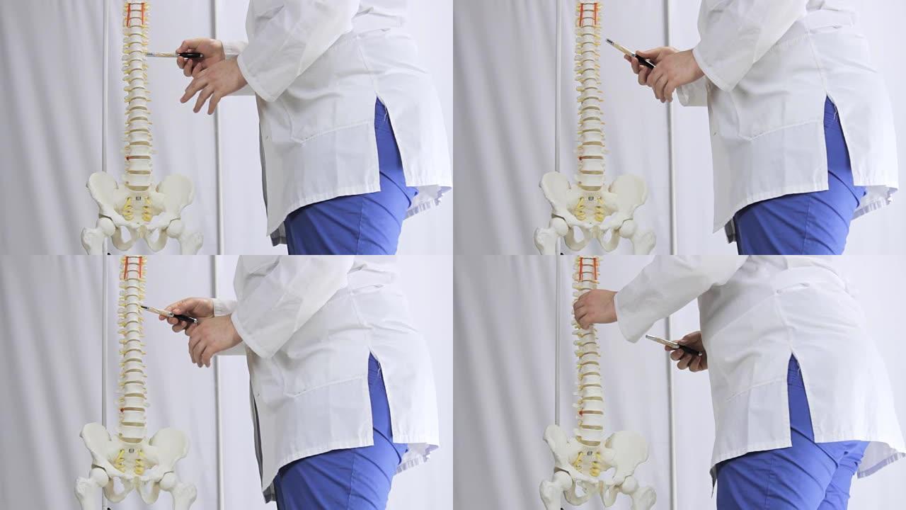 医学布局的脊柱，医生指向椎骨