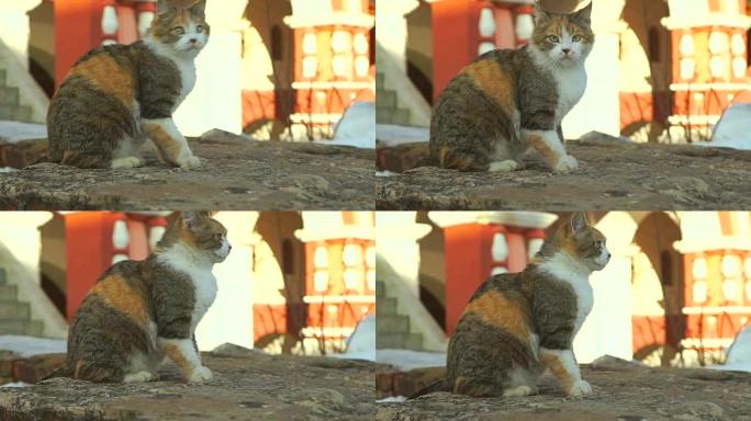 害怕的街头猫的慢动作镜头