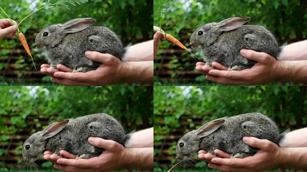 兔子。喂养动物