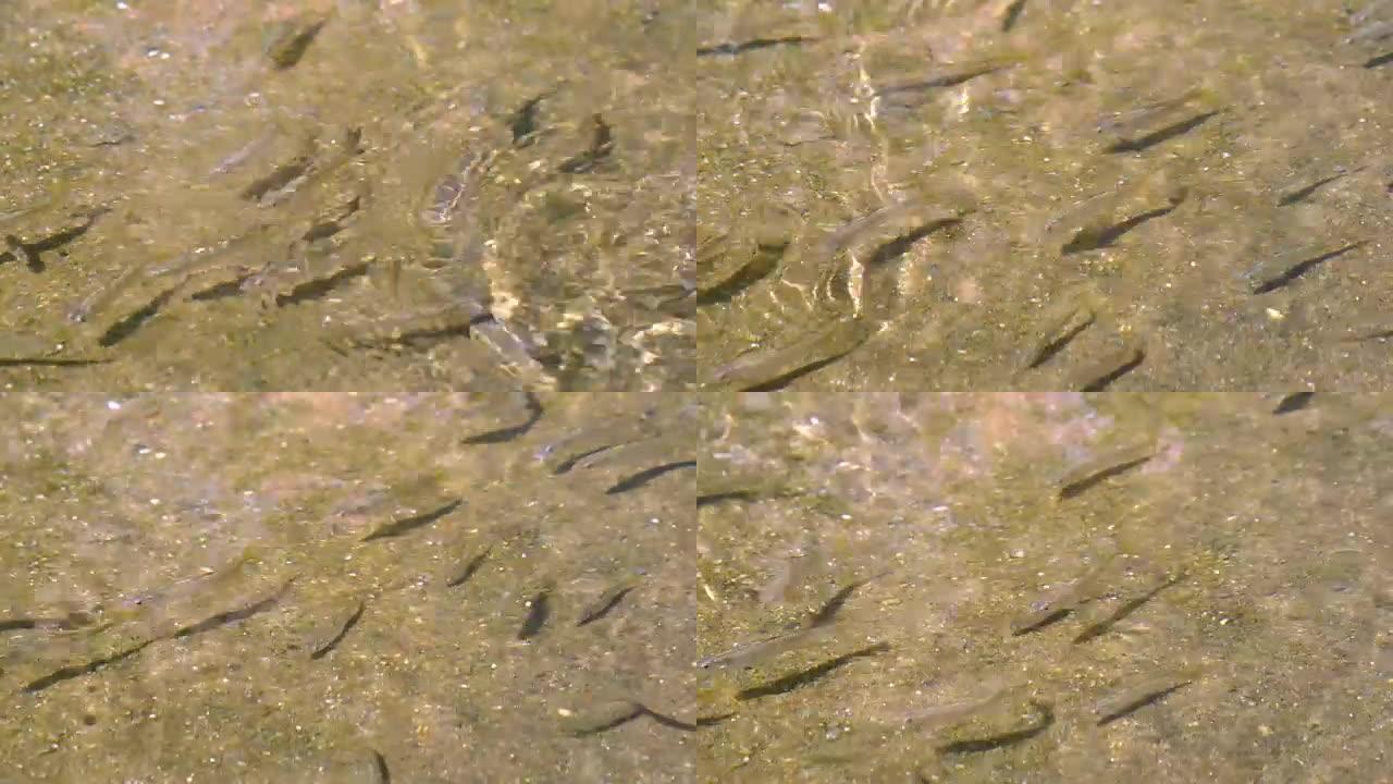 一群小鱼在清澈的浅水中游泳和跳跃