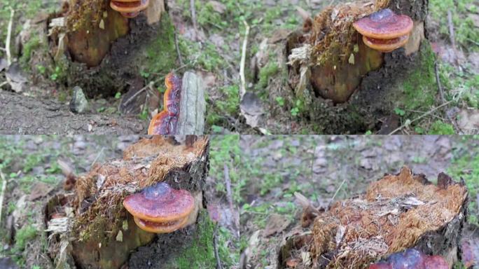 从连根拔起的树上生长的蘑菇