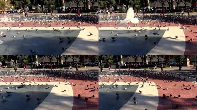 巴塞罗那市中心广场上的鸽子。西班牙。