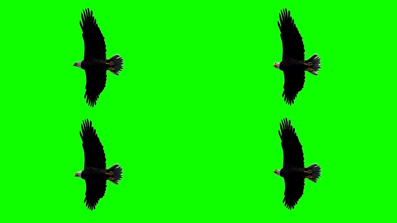 白头鹰滑翔飞行特写-绿色屏幕