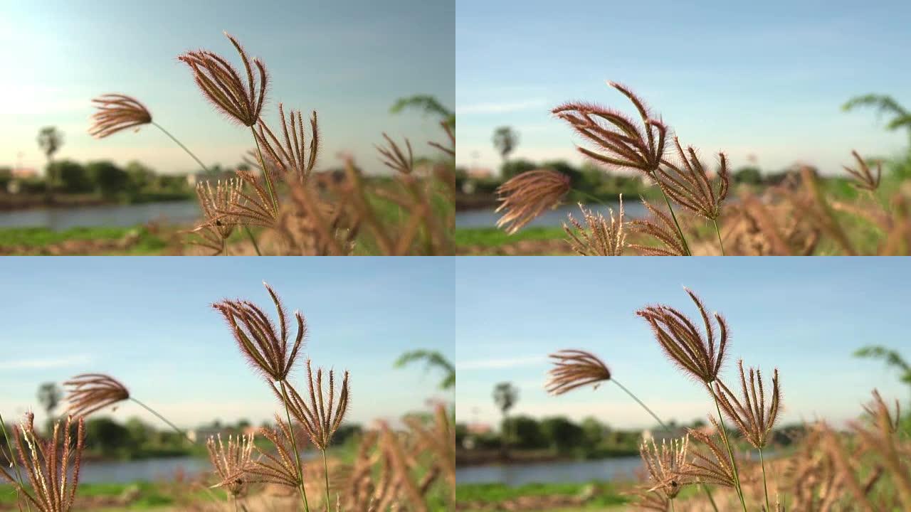草花移动的慢动作镜头