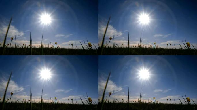 哈萨克斯坦北部，托尔盖草原。背景天空上阳光明媚的草地上的野生郁金香。太阳。草原在春天复活。