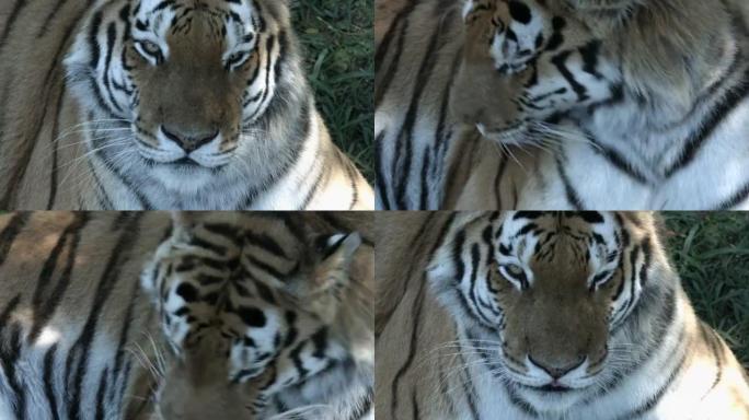 老虎的脸和舌头的特写。