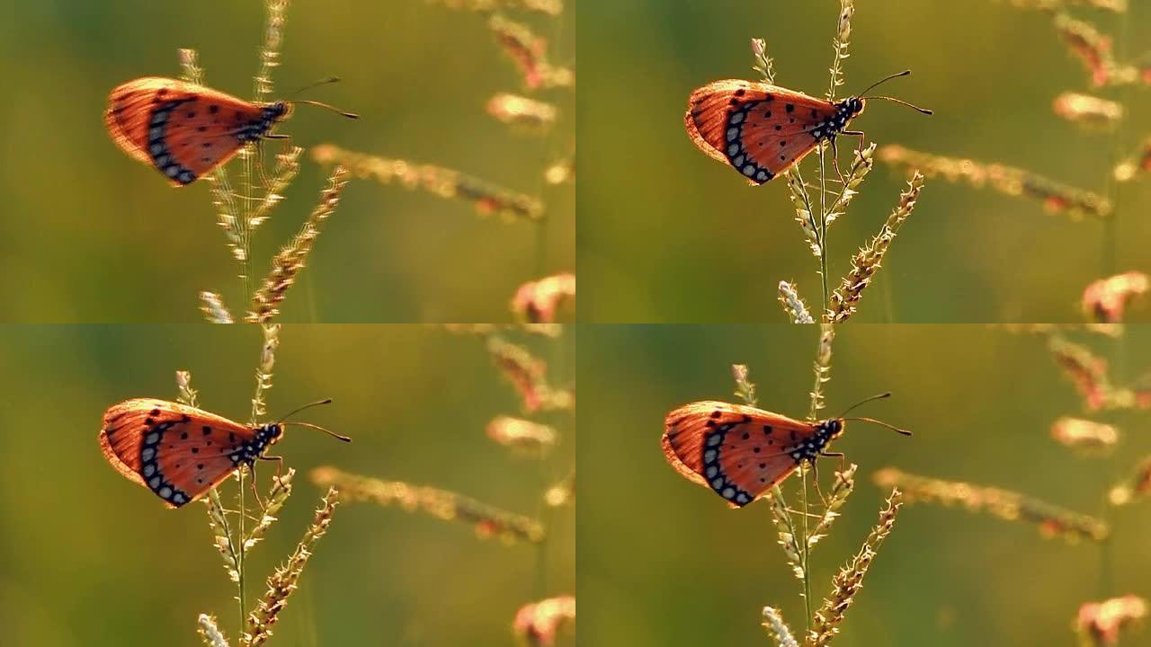 一只蝴蝶坐在风中的野花上