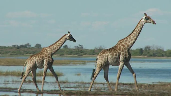 长颈鹿散步3只长颈鹿视频素材长颈鹿走路行
