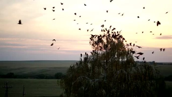 一群乌鸦在天空中盘旋