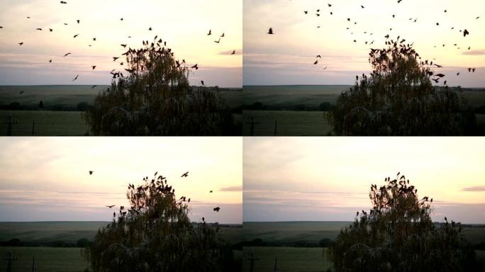 一群乌鸦在天空中盘旋