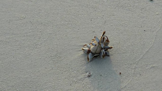 海滩上的贝类。