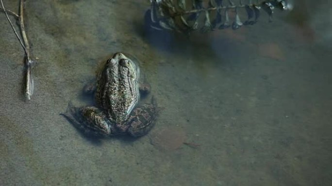 湖里的大绿青蛙