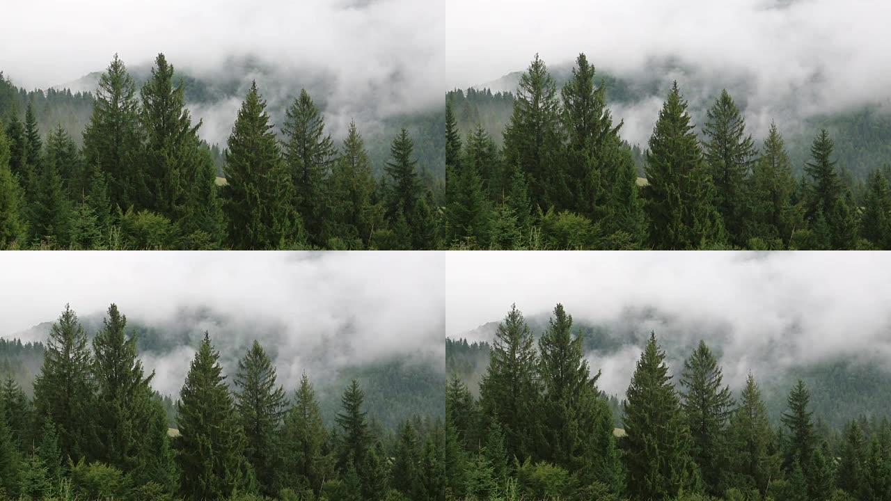 绿树间的雾