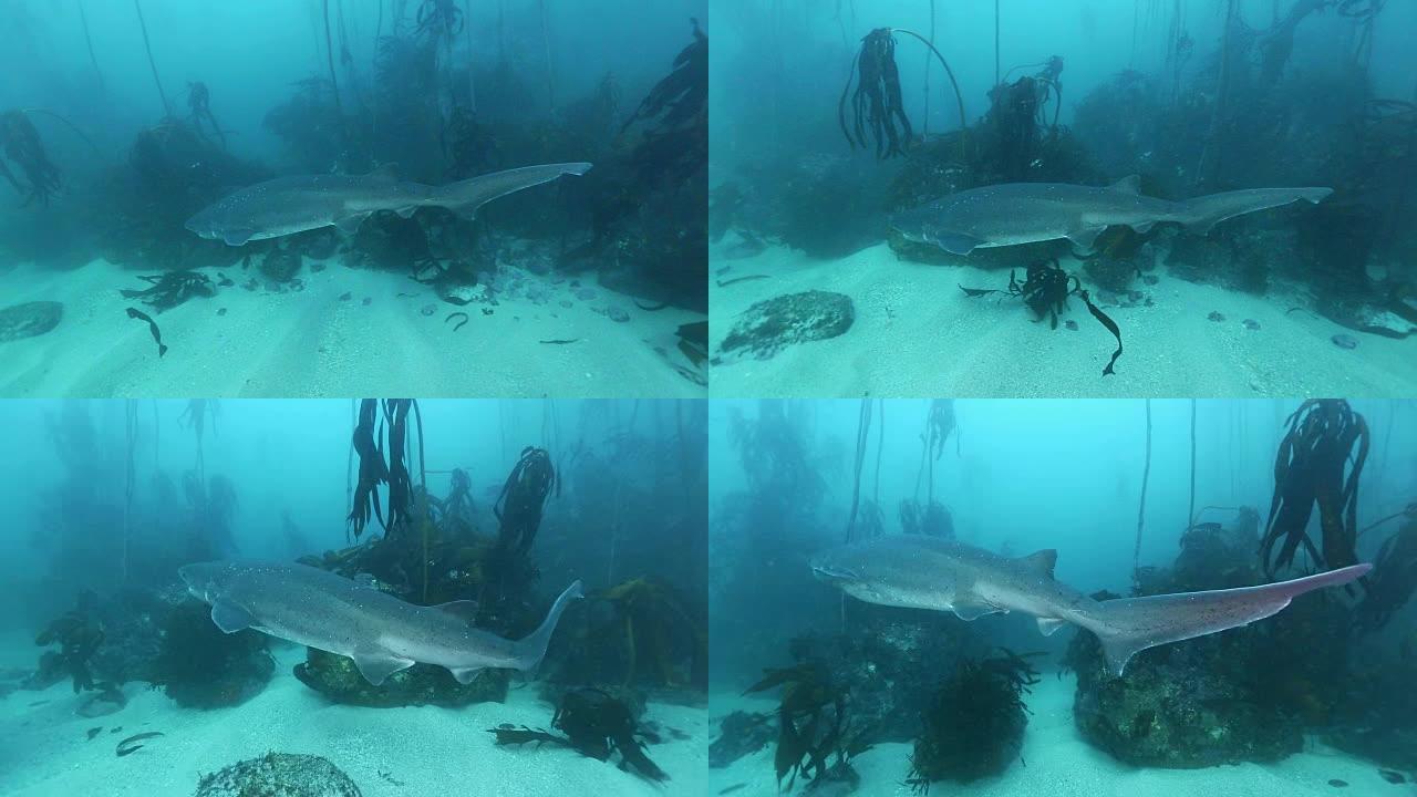 鲨鱼，七鳃或牛鲨，南非