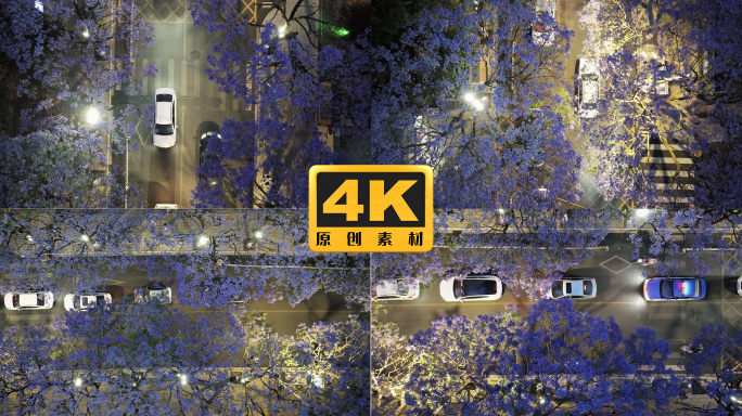4K-昆明蓝花楹，夜色下的蓝花楹