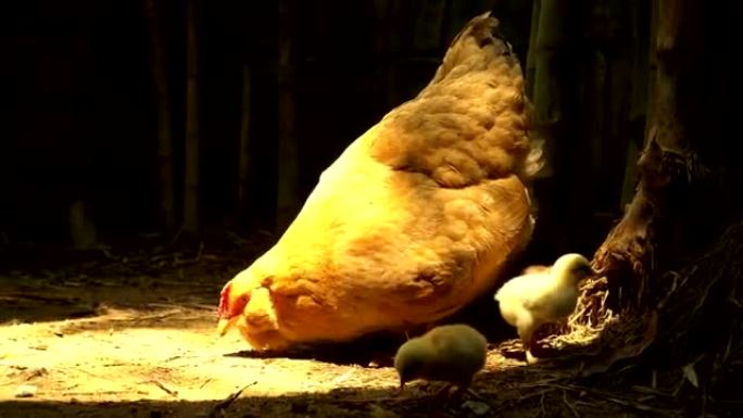 在农场吃小鸡的自由奔跑母鸡