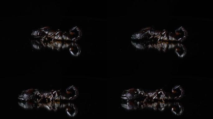 一只大蝎子在镜面上爬行，慢动作拍摄