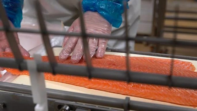 一名工人在海鲜加工厂将鲑鱼片放在自动饲料上，以切片鱼。