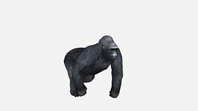 大猩猩，孤立在白色背景上的猿