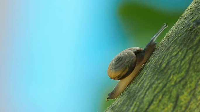 宏关闭树枝上的蜗牛滑倒，相机平移。