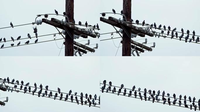 电线上的鸽子