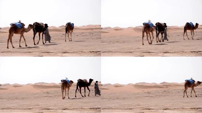 一小群骆驼和贝都因人在平原上行走，在沙丘上行走