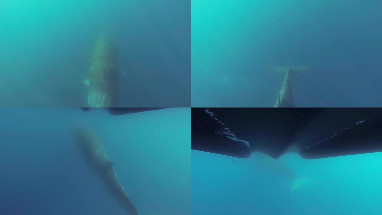 小须鲸在水下游泳