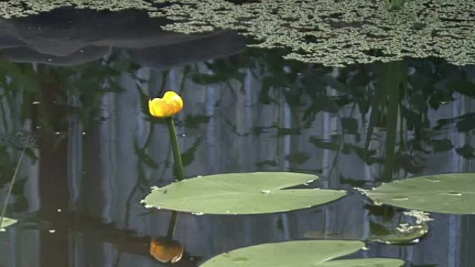 人造池塘，盛开的睡莲。