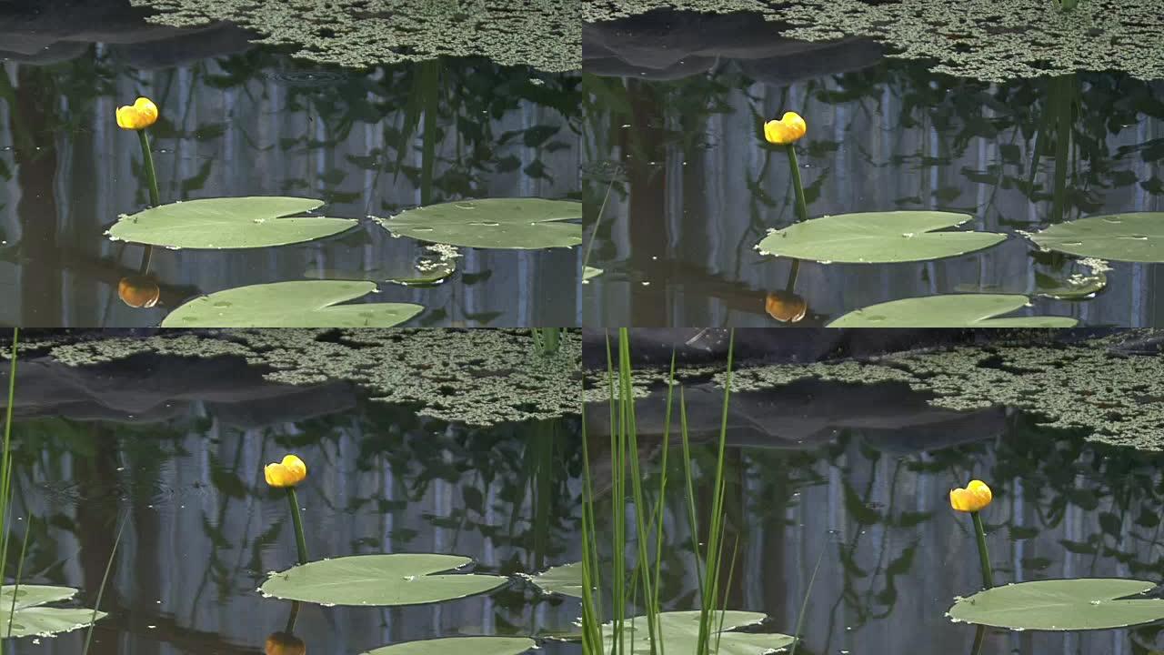 人造池塘，盛开的睡莲。