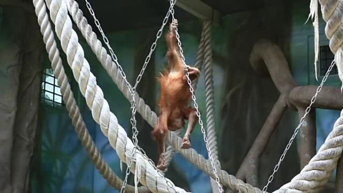 红毛猩猩在动物园玩耍