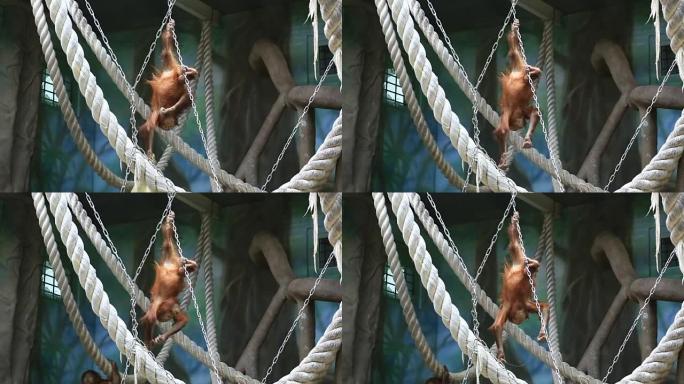 红毛猩猩在动物园玩耍