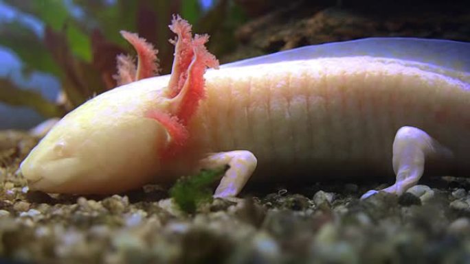 钝口螈，墨西哥蝾螈 (Ambystoma Mexicanum) 或墨西哥步行鱼，实时，