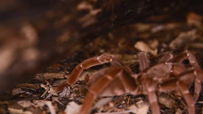 Pelinobius muticus