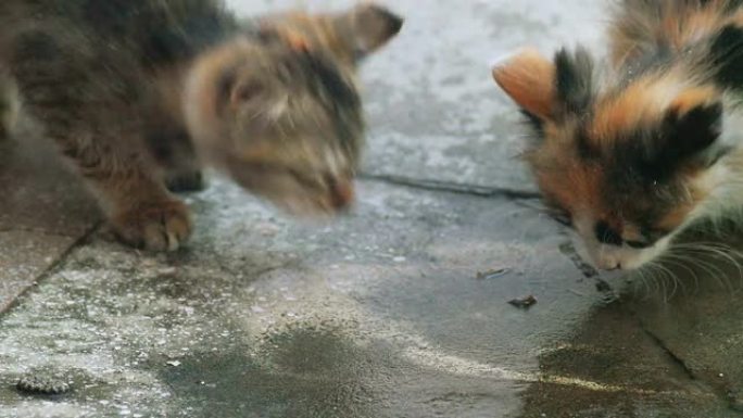两只小猫在混凝土地板上打磨水